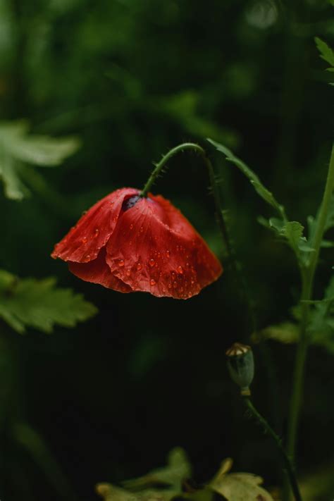 Beautiful Flowers In Rain Hd Wallpapers | Best Flower Site