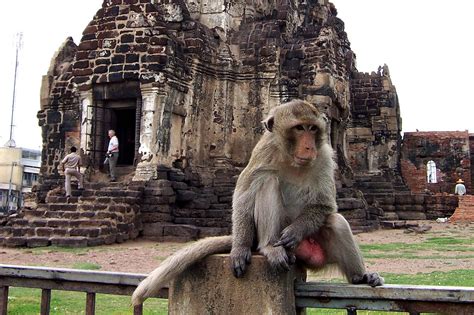 Everything You Need To Know About The Lopburi Monkey Festival