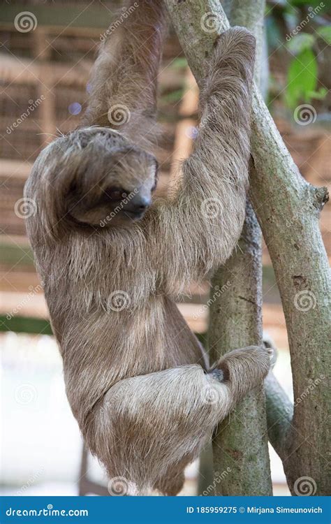 Sloth in a Tree stock image. Image of tree, arboreal - 185959275