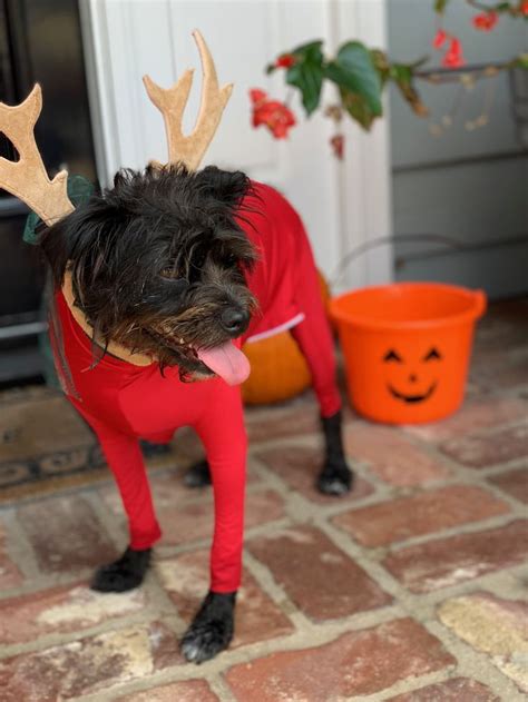 Turn your Red #ShedDefender into a Reindeer costume! Easy DIY Halloween ...