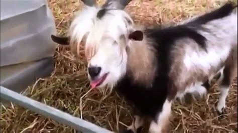 Weird Goat Sound!! - YouTube