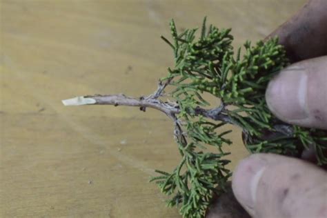 Grafting trees as Bonsai cultivation technique - Bonsai Empire