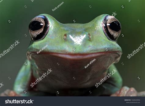 Dumpy Frog Closeup Face Animal Closeup Stock Photo 1364529950 ...