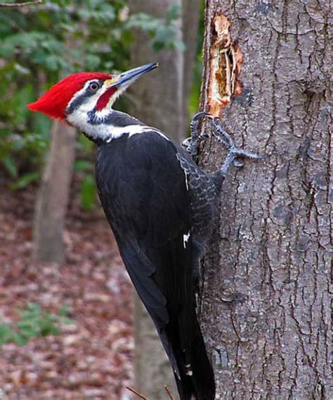 Woodpecker Deterrent Kit - Pigeon Patrol Canada - Bird Control Products ...