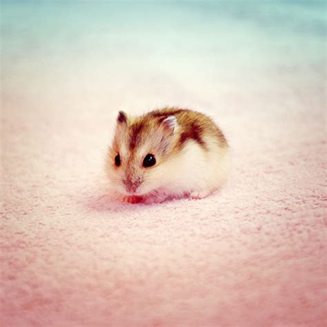 Hamsters Cute Baby