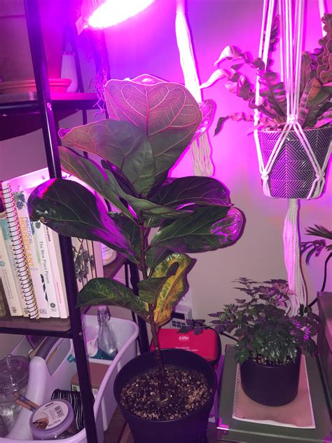 Fiddle leaf fig loosing bottom leaves! (More info in comments) : r/plantclinic