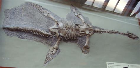 File:Plesiosaurus hawkinsi NHM.jpg - Wikipedia