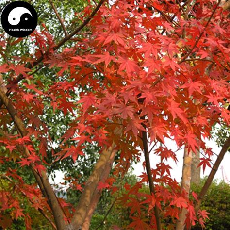 Buy Red Leaf Maple Tree Seeds 100pcs Plant Atropurpureum Tree For ...