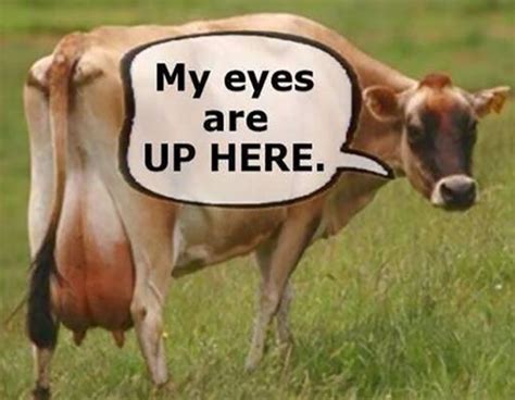 Funniest Cow Quotes | Cows funny, Cow quotes, Animal captions