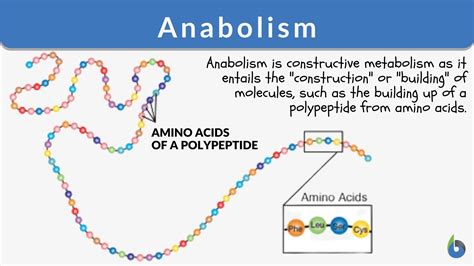 Anabolism - Definition and Examples - Biology Online Dictionary