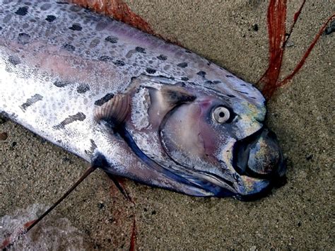 Oarfish – "OCEAN TREASURES" Memorial Library