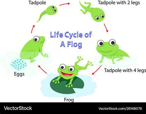 The Life Cycle Of A Frog Labelled Diagram - Bank2home.com