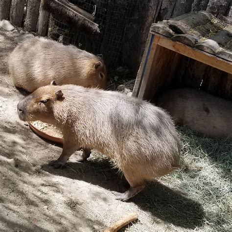 Zoo Boise on Twitter: "Did you know? Capybara poop in water, because it helps to mask their ...