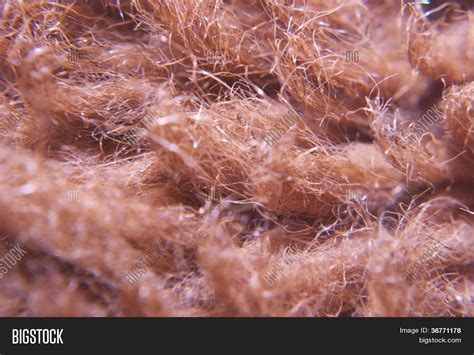 Wool Under Microscope Image & Photo | Bigstock