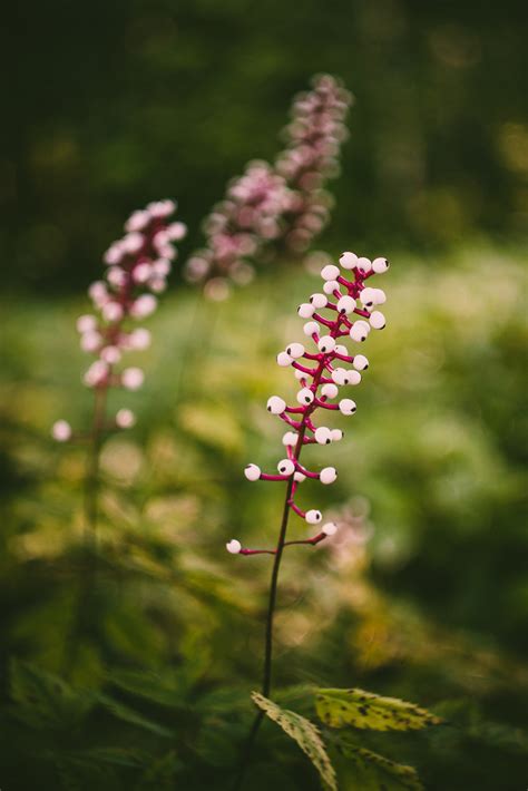 Doll's Eye Plants For Sale | Native Wildflowers Nursery