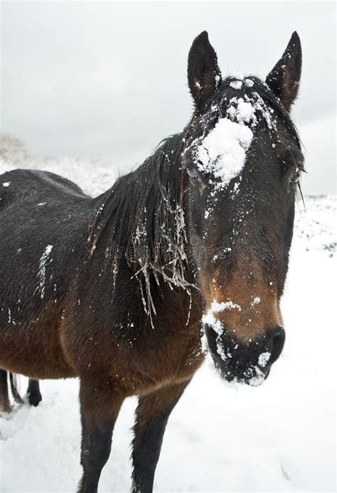 Brown Horse Walking In A Snow Covered Field. Stock Photo - Image of copyspace, horse: 17456474