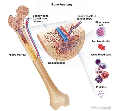 Adult Acute Myeloid Leukemia Treatment (PDQ®) | Cure Today