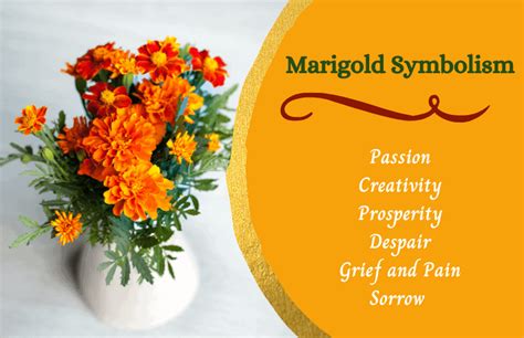 Marigold Flower – Meaning and Symbolism - Symbol Sage