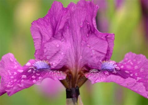 14 bearded iris varieties 🌸 🎨 A spectrum of colors and patterns to adore