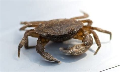 Black-Fingered Mud Crab