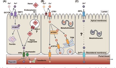 Figure 1 from Absorption Mechanisms of Iron, Copper, and Zinc: An ...