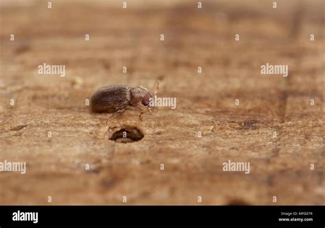 WOODWORM or COMMON FURNITURE BEETLE (Anobium punctatum) Sussex, UK Stock Photo - Alamy