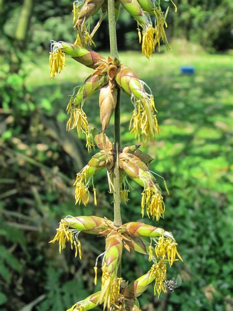 Dixie's Malaysian Botanical Blog: A Botanist's Dream -- Bamboo Flowers? Soldering Irons in the ...