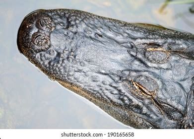 3,312 Alligator Snout Images, Stock Photos & Vectors | Shutterstock