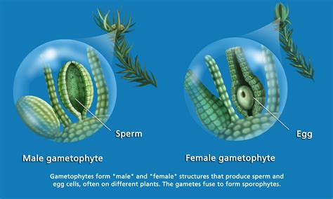 Fern male and female gametophyte by Karen Carr, for U.S. Botanic Garden ...