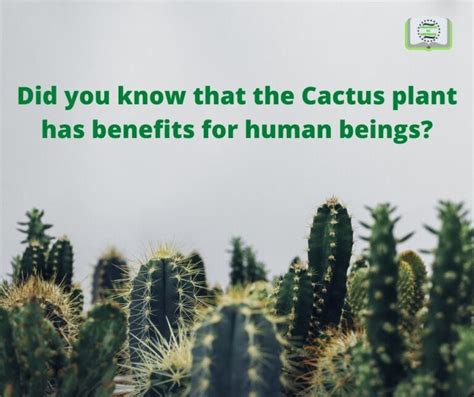 Did you know that the Cactus plant has benefits for human beings?