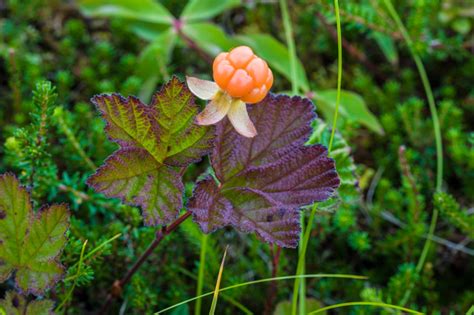 cloudberry (Plants of Abisko National Park) · iNaturalist