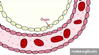 Alveoli: Gas Exchange on Make a GIF