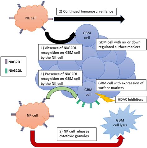 Histone deacetylase enzymes and selective histone deacetylase inhibitors for antitumor effects ...