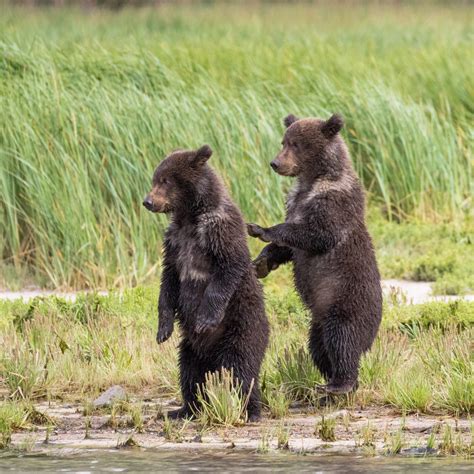 Coastal Brown Bear with cubs of the year - Graham Boulnois