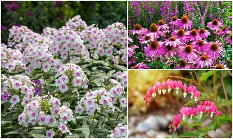 Partial Shade Perennial Flowers Zone 5 - 11 Best Perennial Flowers For Shady Gardens - The red ...