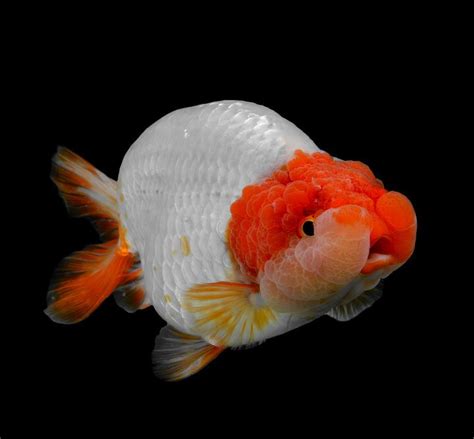 Goldfish can be weird | Freshwater aquarium fish, Freshwater aquarium, Common goldfish