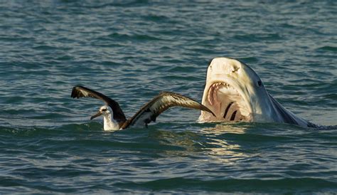 Shark Attack! | Wildlife Online