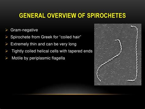 Spirochetes Symptoms