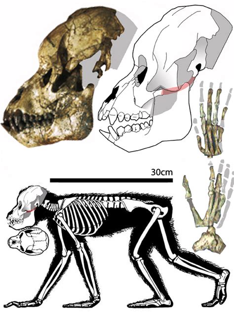 Proconsul and Pongo