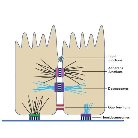 Desmosomes