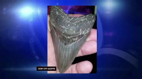 Prehistoric shark teeth found off NC coast after storms - ABC7 Chicago