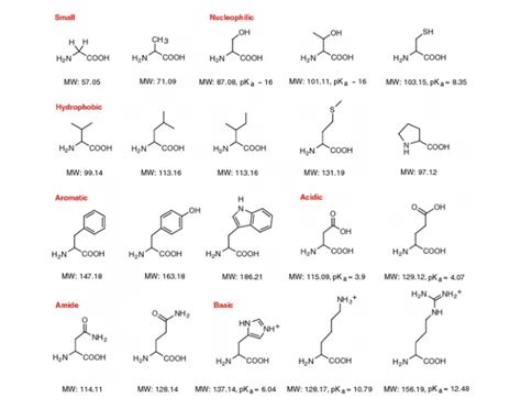 Amino Acid Structure Quiz