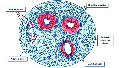 Schematic representation of structure of umbilical cord in cattle,... | Download Scientific Diagram