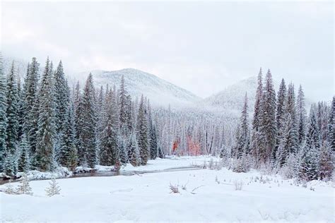 Snow in Mt Rainier National Park - Buddy Hawkins