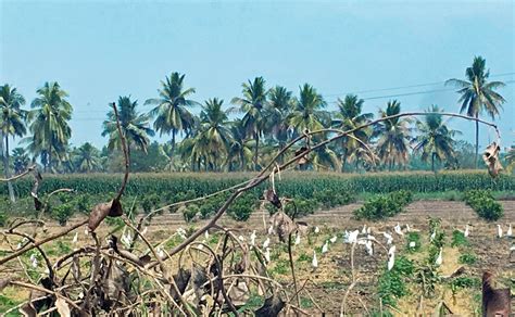 Zero Budget Natural Farming