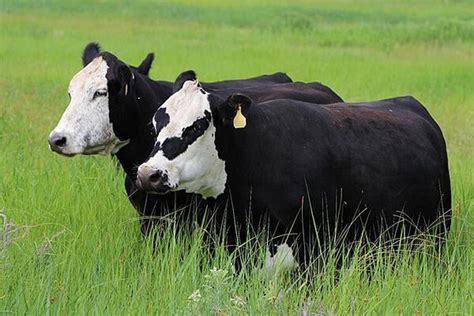 Top 10 Black Cattle Breeds: An Overview