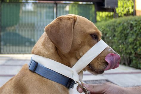 How to Use a Halti Head Collar on a Dog (with Pictures) | eHow