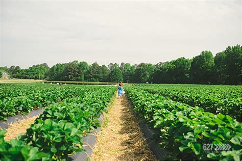 Strawberry Fields forever :: Apex Family Portrait Photographer - Apex Cary Raleigh NC Senior ...