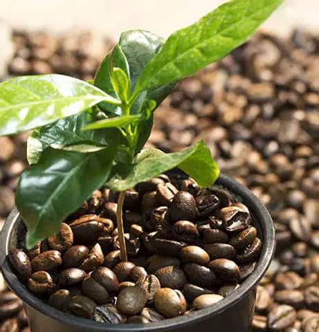 How to Grow a Coffee Plant At Home - A Useful Guide - Craft Coffee Guru