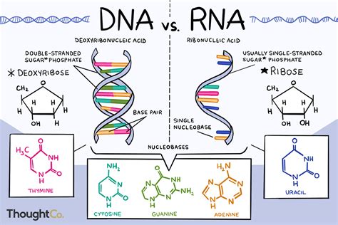 DNA vs RNA on Behance